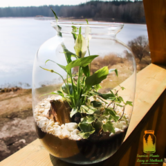 2 zdjęcie na media społecznościowe marki SunrisePlants.pl 2 zdjęcie na media społecznościowe marki SunrisePlants.pl